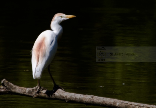AIRONE GUARDABUOI, Cattle Egret, Bubulcus ibis - Luogo: Oasi LIPU di Torrile (PR) - Autore: Alvaro 