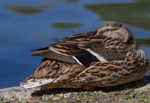 GERMANO REALE - Mallard - Anas platyrhynchos - Luogo: Lago di Viverone (BI) - Autore: Alvaro 