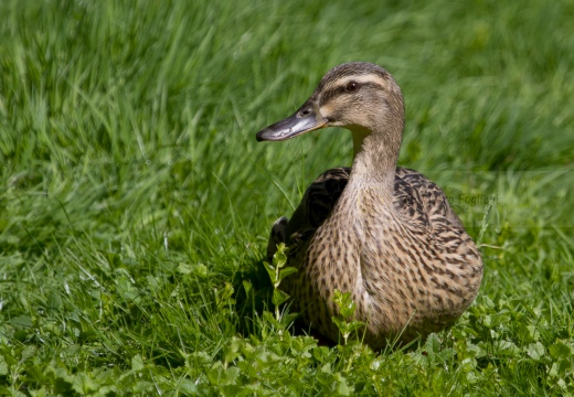GERMANO REALE - Mallard - Anas platyrhynchos - Luogo: Lago di Viverone (BI) - Autore: Alvaro 