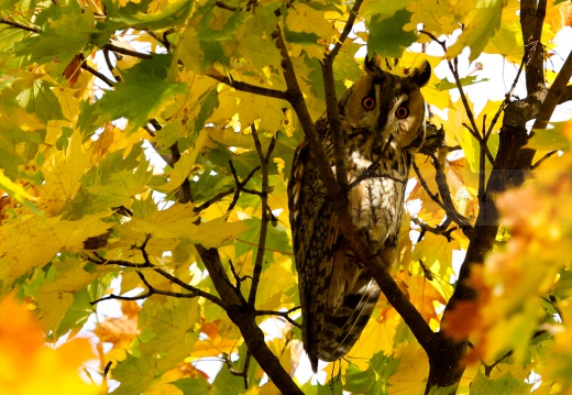 GUFO COMUNE - Long-eared Owl - Asio otus - Luogo: Risaie novaresi - Pernate (NO) - Autore: Alvaro 