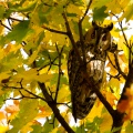 GUFO COMUNE - Long-eared Owl - Asio otus - Luogo: Risaie novaresi - Pernate (NO) - Autore: Alvaro 