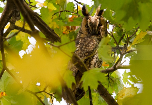 GUFO COMUNE - Long-eared Owl - Asio otus - Luogo: Risaie novaresi - Pernate (NO) - Autore: Alvaro 