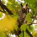 GUFO COMUNE - Long-eared Owl - Asio otus - Luogo: Risaie novaresi - Pernate (NO) - Autore: Alvaro 
