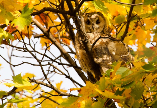 GUFO COMUNE - Long-eared Owl - Asio otus - Luogo: Risaie novaresi - Pernate (NO) - Autore: Alvaro 