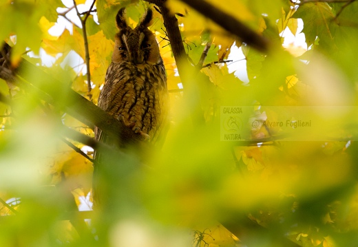 GUFO COMUNE - Long-eared Owl - Asio otus - Luogo: Risaie novaresi - Pernate (NO) - Autore: Alvaro 