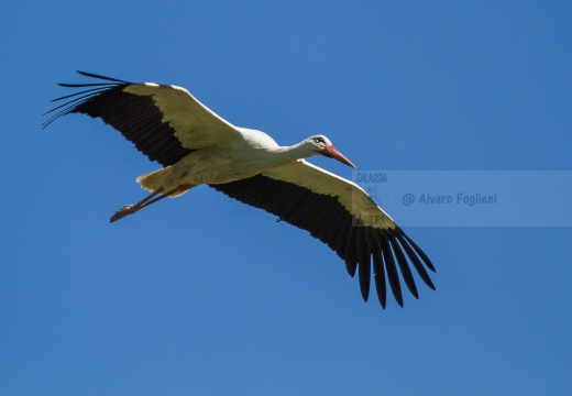  CICOGNA BIANCA - White Stork - Ciconia ciconia - Luogo: Q.re Missaglia - Parco Agricolo Urbano Ticinello (MI) - Autore: Alvaro