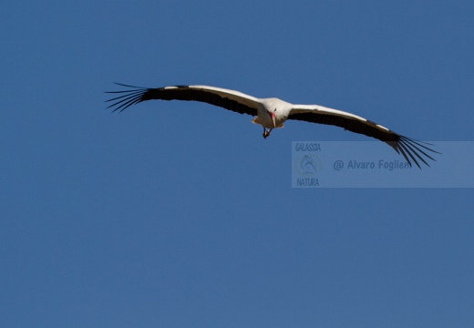  CICOGNA BIANCA - White Stork - Ciconia ciconia - Luogo: Q.re Missaglia - Parco Agricolo Urbano Ticinello (MI) - Autore: Alvaro