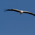  CICOGNA BIANCA - White Stork - Ciconia ciconia - Luogo: Q.re Missaglia - Parco Agricolo Urbano Ticinello (MI) - Autore: Alvaro