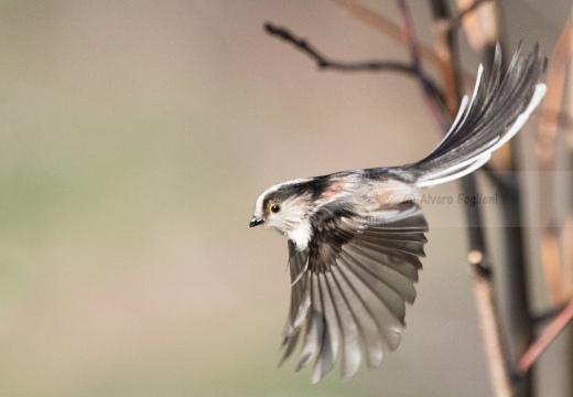 CODIBUGNOLO - Long-tailed Tit - Aegithalos caudatus - Luogo: Parco dei laghetti di Tolcinasco (MI) - Autore: Alvaro 