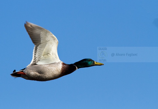 GERMANO REALE - Mallard - Anas platyrhynchos - Luogo: - Lago di Sartirana (LC) - Autore: Alvaro 