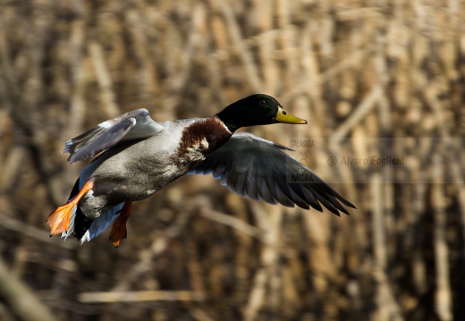 GERMANO REALE - Mallard - Anas platyrhynchos - Luogo: - Lago di Sartirana (LC) - Autore: Alvaro 