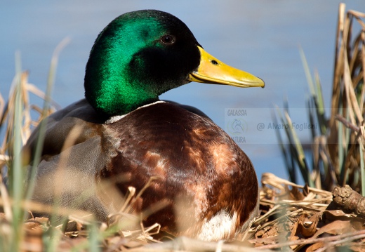 GERMANO REALE - Mallard - Anas platyrhynchos - Luogo: - Lago di Sartirana - Merate (LC) - Autore: Claudia 