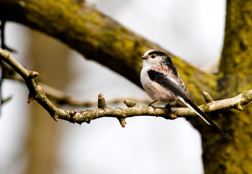 CODIBUGNOLO - Long-tailed Tit - Aegithalos caudatus - Luogo: Vasche di fitodepurazione dell'Arnetta (MI) - Autore: Alvaro 