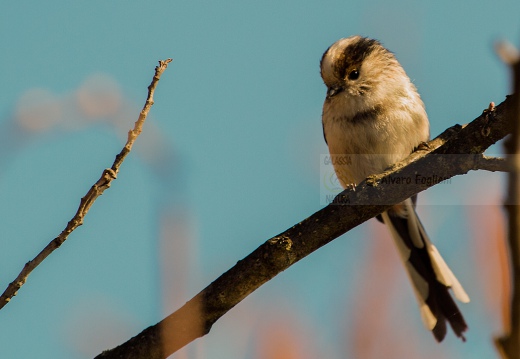 CODIBUGNOLO - Long-tailed Tit - Aegithalos caudatus - Luogo: Vasche di fitodepurazione dell'Arnetta (MI) - Autore: Alvaro 