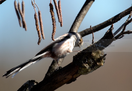 CODIBUGNOLO - Long-tailed Tit - Aegithalos caudatus - Luogo: Vasche di fitodepurazione dell'Arnetta (MI) - Autore: Alvaro 