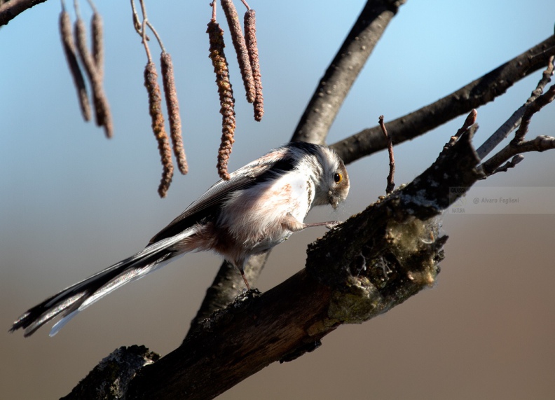 CODIBUGNOLO - Long-tailed Tit - Aegithalos caudatus - Luogo: Vasche di fitodepurazione dell'Arnetta (MI) - Autore: Alvaro 