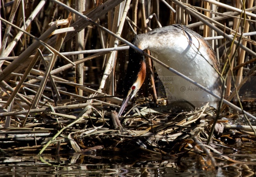 SVASSO MAGGIORE "Parata nuziale" - Great Crested Grebe - Podiceps cristatus - Luogo: Lago di Sartirana (LC) - Autore: Alvaro 