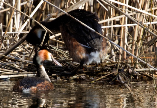 SVASSO MAGGIORE "Parata nuziale" - Great Crested Grebe - Podiceps cristatus - Luogo: Lago di Sartirana (LC) - Autore: Alvaro 