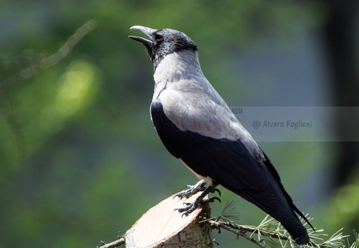 CORNACCHIA GRIGIA - Hooded Crow - Corvus corone cornix - Luogo: Giardino condominiale Q.re Missaglia (MI) - Autore: Claudia 