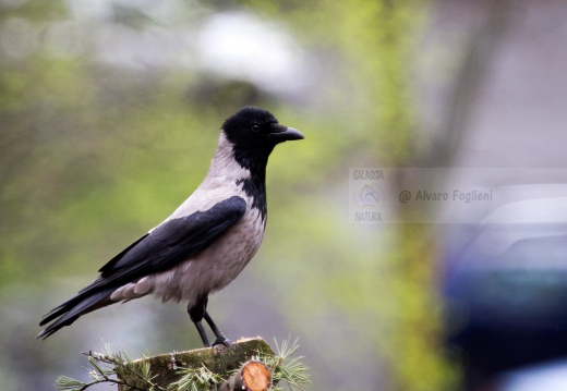 CORNACCHIA GRIGIA - Hooded Crow - Corvus corone cornix - Luogo: Giardino condominiale Q.re Missaglia (MI) - Autore: Claudia 