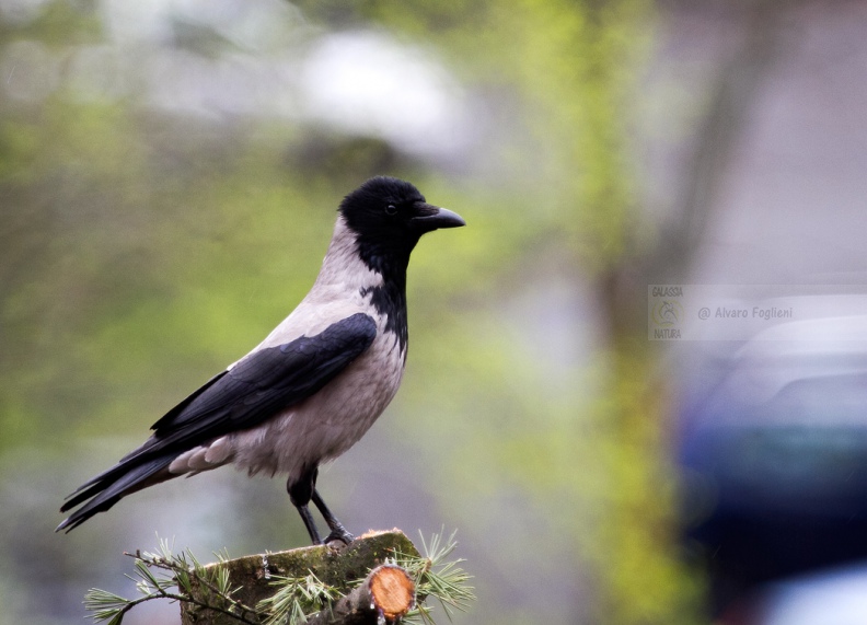CORNACCHIA GRIGIA - Hooded Crow - Corvus corone cornix - Luogo: Giardino condominiale Q.re Missaglia (MI) - Autore: Claudia 