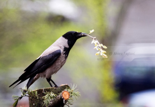 CORNACCHIA GRIGIA - Hooded Crow - Corvus corone cornix - Luogo: Giardino condominiale Q.re Missaglia (MI) - Autore: Claudia 