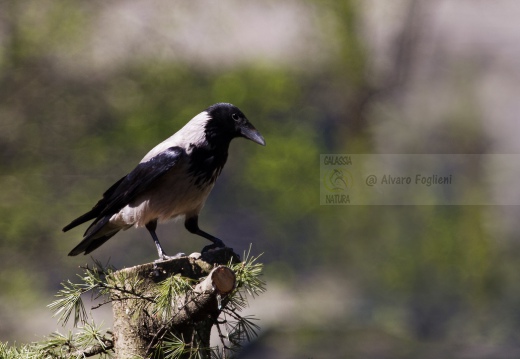 CORNACCHIA GRIGIA - Hooded Crow - Corvus corone cornix - Luogo: Giardino condominiale Q.re Missaglia (MI) - Autore: Claudia 