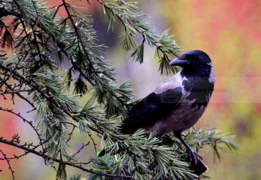 CORNACCHIA GRIGIA - Hooded Crow - Corvus corone cornix - Luogo: Giardino condominiale Q.re Missaglia (MI) - Autore: Claudia 