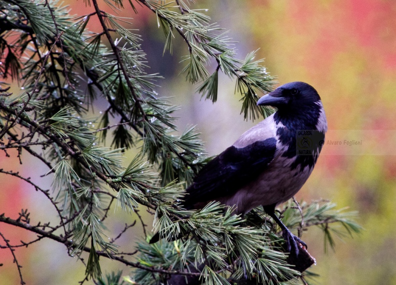 CORNACCHIA GRIGIA - Hooded Crow - Corvus corone cornix - Luogo: Giardino condominiale Q.re Missaglia (MI) - Autore: Claudia 