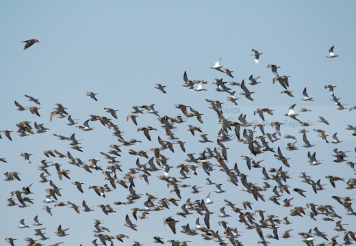 COMBATTENTE - Ruff - Philomachus pugnax - Luogo: Risaie pavesi - Cascina La Torre (PV) - Autore: Alvaro 