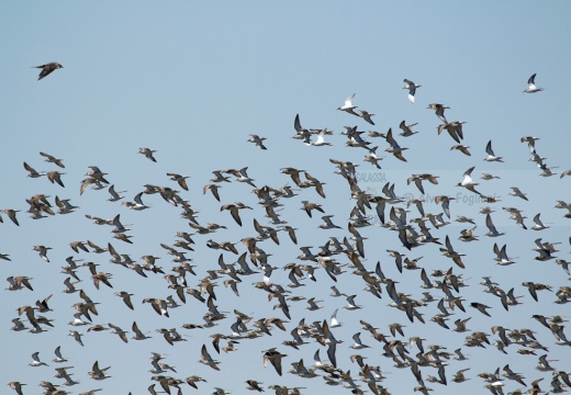 COMBATTENTE - Ruff - Philomachus pugnax - Luogo: Risaie pavesi - Cascina La Torre (PV) - Autore: Alvaro 