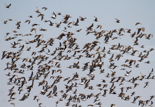 COMBATTENTE - Ruff - Philomachus pugnax - Luogo: Risaie pavesi - Cascina La Torre (PV) - Autore: Alvaro 