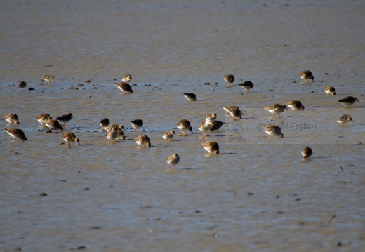 COMBATTENTE - Ruff - Philomachus pugnax - Luogo: Risaie pavesi - Cascina La Torre (PV) - Autore: Alvaro 