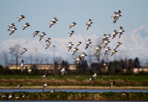 COMBATTENTE - Ruff - Philomachus pugnax - Luogo: Risaie pavesi - Cascina La Torre (PV) - Autore: Alvaro 