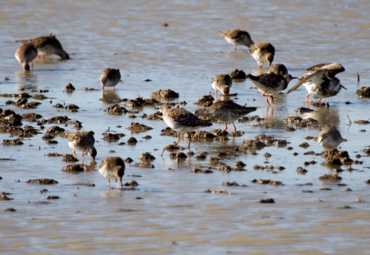 COMBATTENTE - Ruff - Philomachus pugnax - Luogo: Risaie pavesi - Cascina La Torre (PV) - Autore: Alvaro 