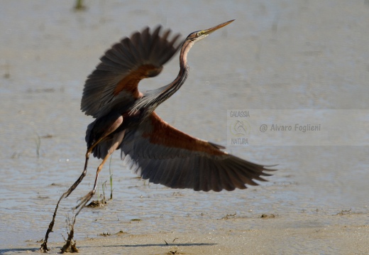 AIRONE ROSSO - Purple Heron - Ardea purpurea - Luogo: Risaie pavesi - Confienza (PV) - Autore: Alvaro 