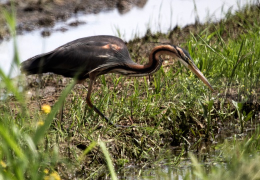 AIRONE ROSSO - Purple Heron - Ardea purpurea - Luogo: Risaie pavesi - Confienza (PV) - Autore: Alvaro 