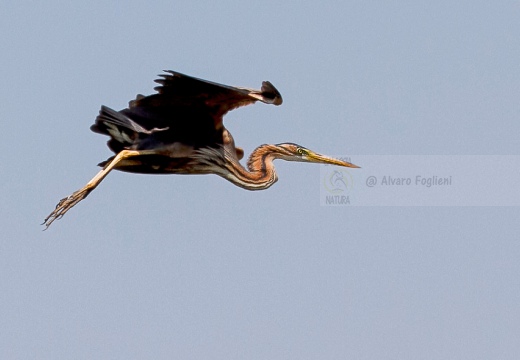 AIRONE ROSSO - Purple Heron - Ardea purpurea - Luogo: Risaie pavesi - Confienza (PV) - Autore: Alvaro 