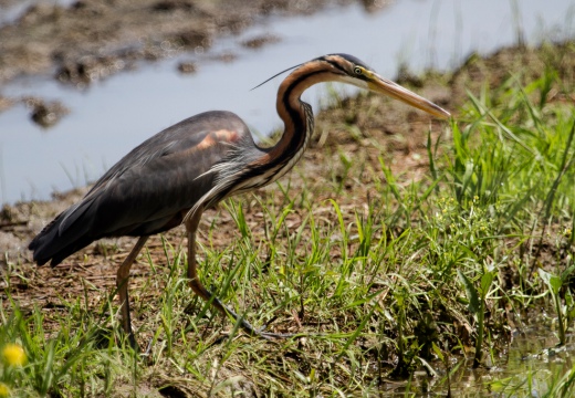 AIRONE ROSSO - Purple Heron - Ardea purpurea - Luogo: Risaie pavesi - Confienza (PV) - Autore: Alvaro 