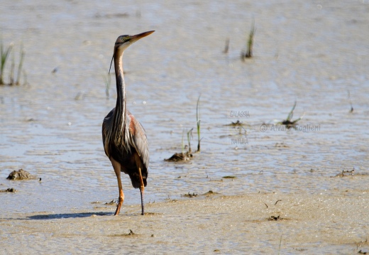 AIRONE ROSSO - Purple Heron - Ardea purpurea - Luogo: Risaie pavesi - Confienza (PV) - Autore: Alvaro 