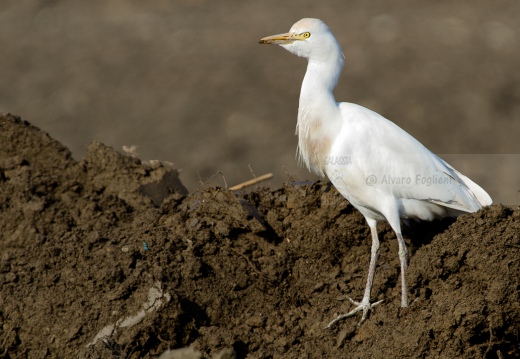 Airone guardabuoi, Cattle Egret, Bubulcus ibis - Luogo: Risaie novaresi nei pressi di Casalvolone (NO) - Autore: Alvaro 
