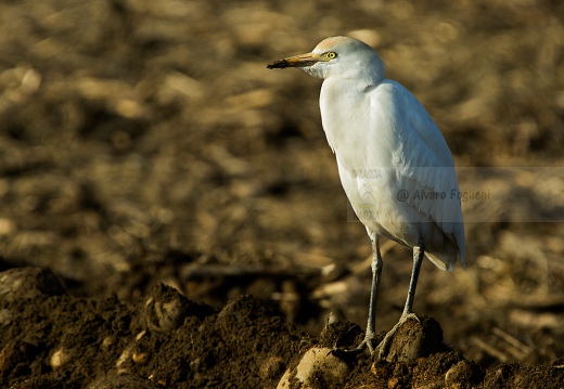Airone guardabuoi, Cattle Egret, Bubulcus ibis - Luogo: Risaie novaresi nei pressi di Casalvolone (NO) - Autore: Alvaro 