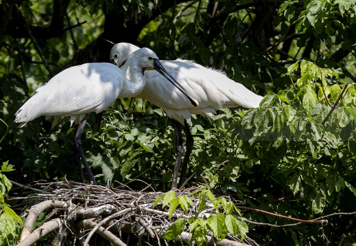  SPATOLA - Spoonbill - Platalea leucorodia - Luogo: Garzaia "Lago di Sartirana" - Sartirana Lomellina (PV) - Autore: Alvaro
