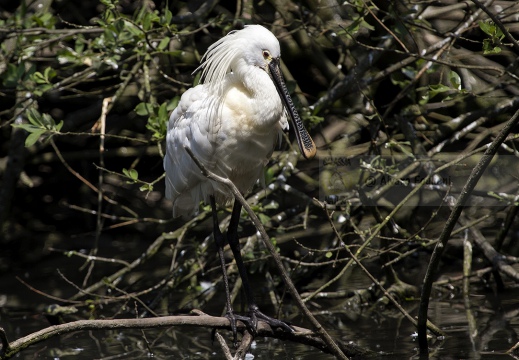  SPATOLA - Spoonbill - Platalea leucorodia - Luogo: Garzaia "Lago di Sartirana" - Sartirana Lomellina (PV) - Autore: Alvaro