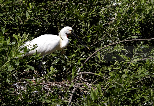  SPATOLA - Spoonbill - Platalea leucorodia - Luogo: Garzaia "Lago di Sartirana" - Sartirana Lomellina (PV) - Autore: Alvaro