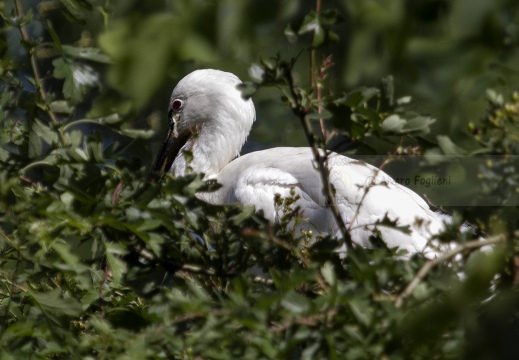 SPATOLA - Spoonbill - Platalea leucorodia - Luogo: Garzaia "Lago di Sartirana" - Sartirana Lomellina (PV) - Autore: Alvaro 