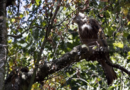 NIBBIO REALE , Red Kite, Milvus milvus - Luogo: Pian di Spagna - Sorico (CO) - Autore: Alvaro 