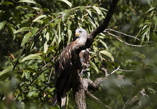 NIBBIO REALE , Red Kite, Milvus milvus - Luogo: Pian di Spagna - Sorico (CO) - Autore: Alvaro 