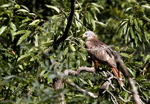 NIBBIO REALE , Red Kite, Milvus milvus - Luogo: Pian di Spagna - Sorico (CO) - Autore: Alvaro 