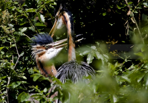 AIRONE ROSSO - Purple Heron - Ardea purpurea - Luogo: Garzaia di Celpenchio (PV) - Autore: Alvaro 